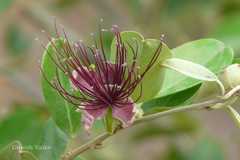 Capparis zeylanica